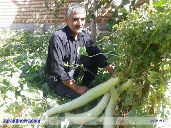 برداشت خیارچمبل ۱۶۰ سانتی متری به وزن ۶ کیلوگرم