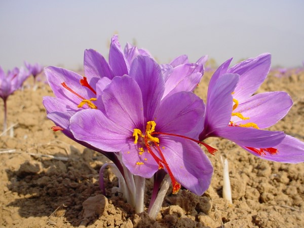 کشاورزان زرندی برای توسعه سطح زیر کشت محصول زعفران از تسهیلات بانکی برخوردار میشوند