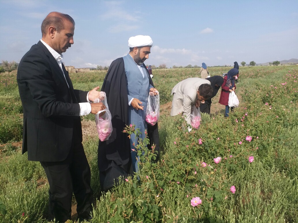 برداشت گل محمدی از گلستان‌های دشتخاک