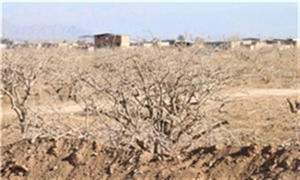 عطش زمین‌خواران برای زمین‌های کشاورزی زرند