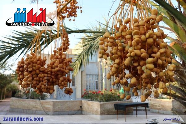 باغچه خوش ذوق شهروند زرندی