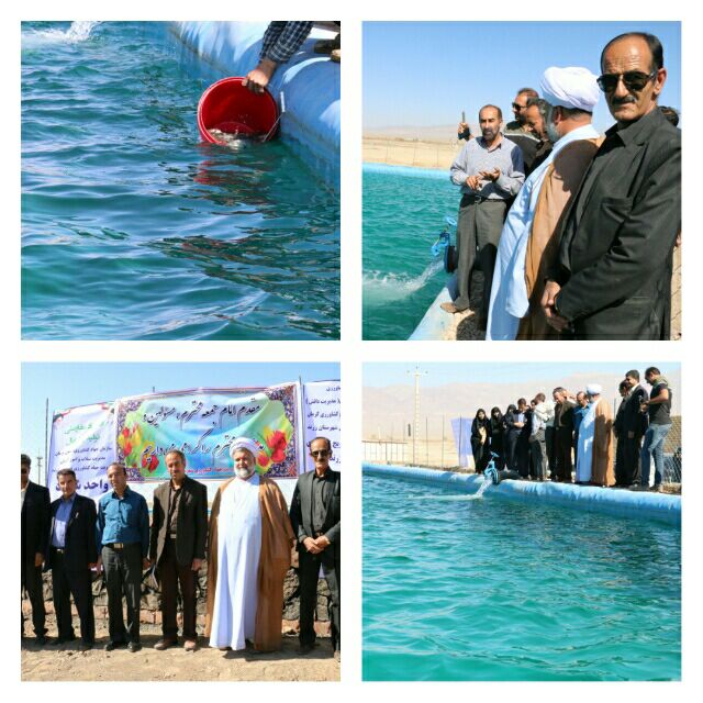 هفت هزار قطعه بچه ماهی ‌قزل‌آلا در استخر ذخیره آب کشاورزی روستای سلیمان اباد ‌شهرستان زرند رها سازی شد