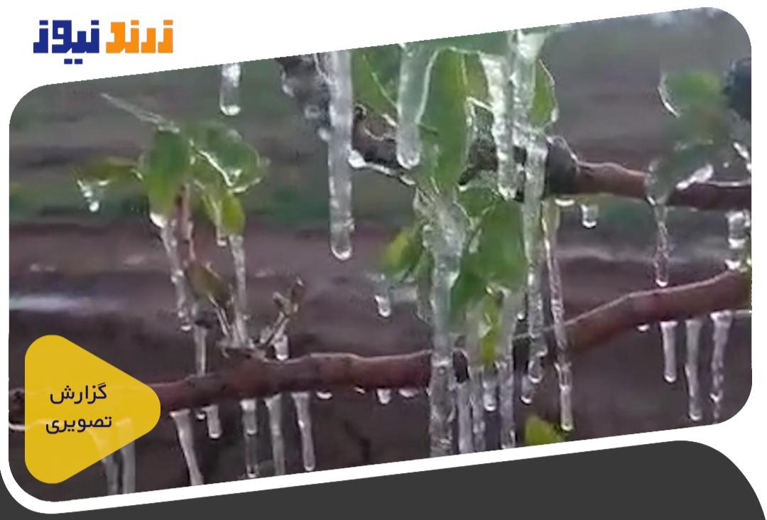 سرمازدگی پسته شهرستان زرند