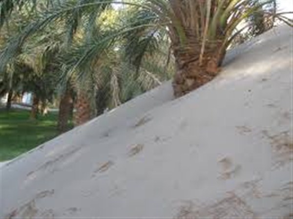 شن‌های روان ۱۶ روستای ریگان را متروکه کرد/در صورت تداوم هجوم شن‌های روان شرق استان خالی از سکنه می‌شود