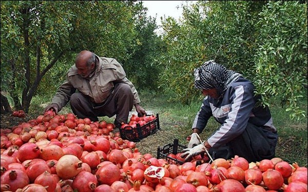 برداشت انار در سطح ۷۸ هکتار از باغ‌های شهرستان زرند