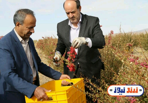 آغاز برداشت زرشک از باغات شهرستان زرند