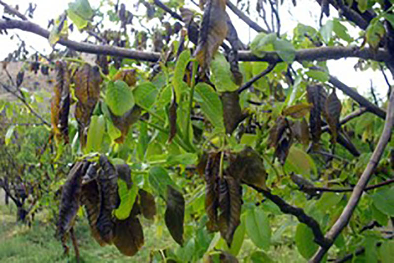 خسارت ۱۰۹ میلیارد تومانی سرمازدگی به محصولات باغی و زراعی زرند